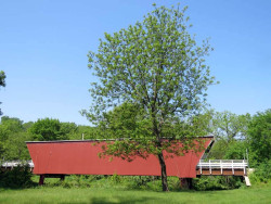 cedar