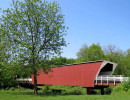 cedar