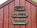 plants